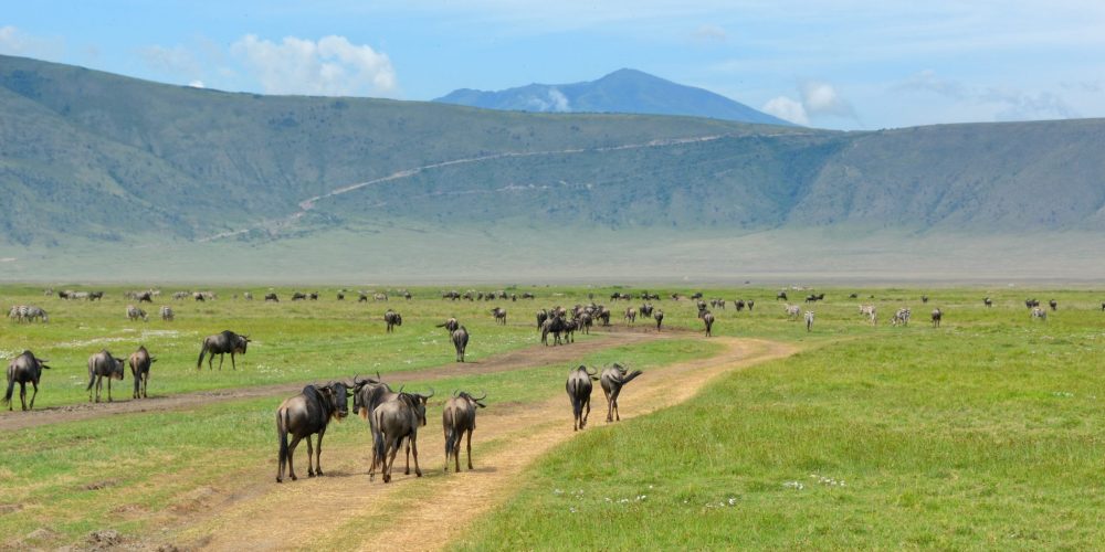 6 Day's Ngorongoro Safari