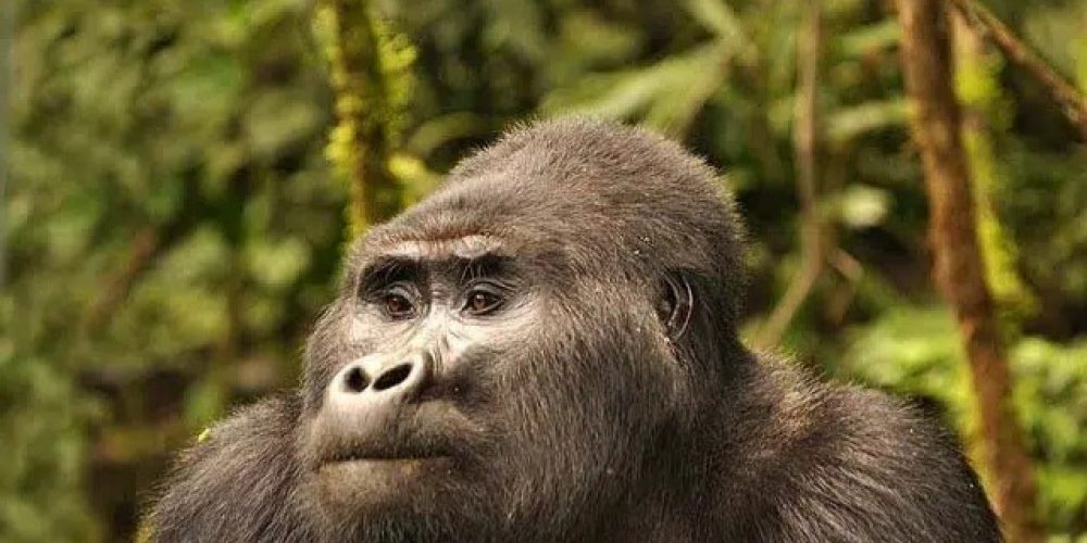 Gorilla Watching in Bwindi National Park