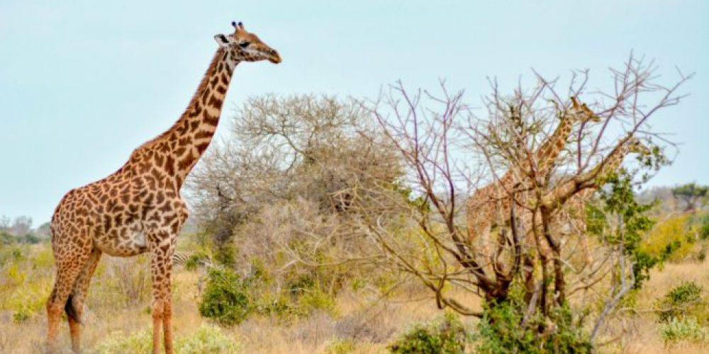 Kidepo-valley-national-park-e1571126781976